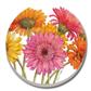 Auto Coaster - Colored Gerber Daisies